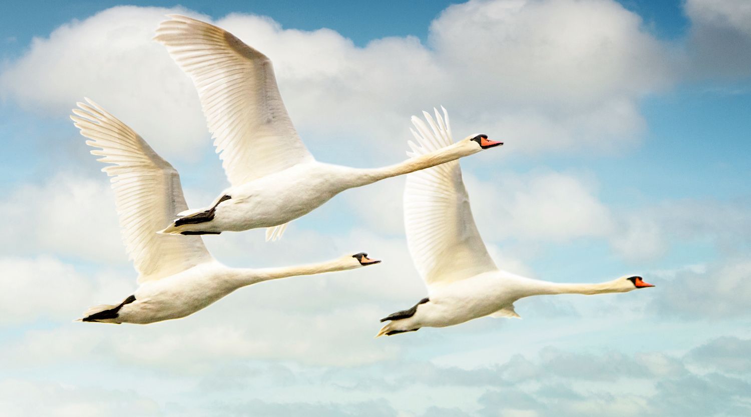 Irish Legend The Song of Fionuala of the Children of Lir