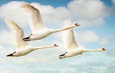 Irish Legend: The Song of Fionuala of the Children of Lir