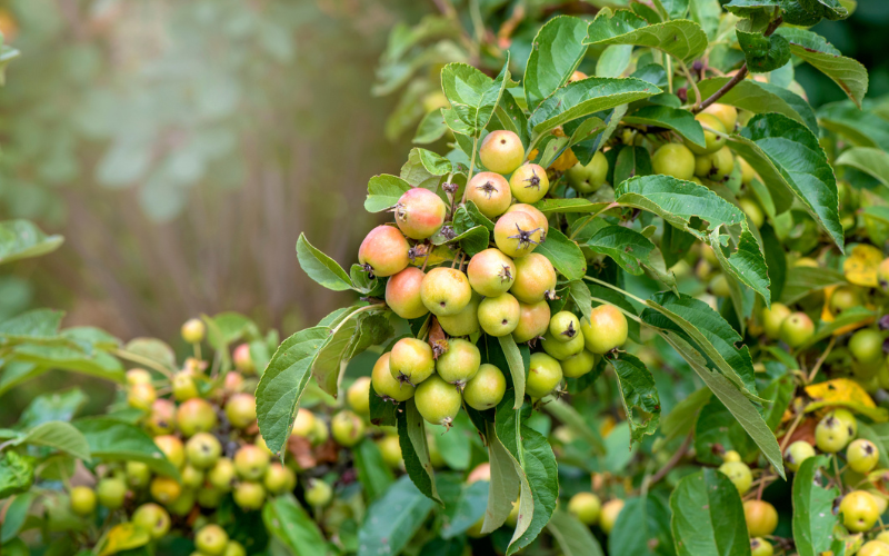 The Crab Apple Tree one of Ireland's oldest Celtic trees