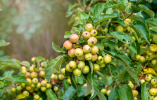 The Crab Apple Tree: one of Ireland's oldest native Celtic trees