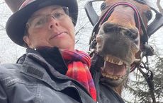 New York City horse and carriage ban proposed