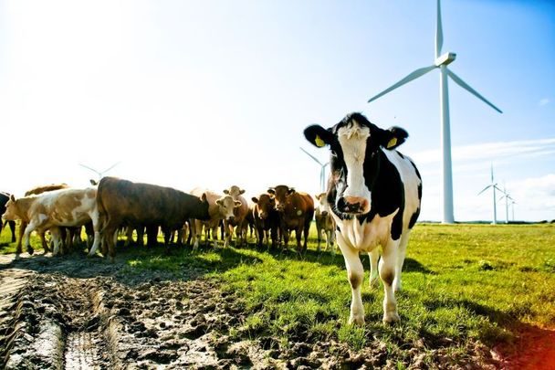 Cows in a field with wind turbines in Co Wexford.