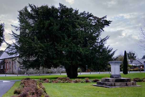 The Silken Thomas Yew, at Maynooth University, County Kildare.