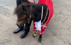 WATCH: Guinness-drinking pony named Patrick named mayor of small village