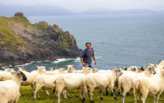 Pádraig O\'Dowd on his farm in Kinard, Dingle Peninsula