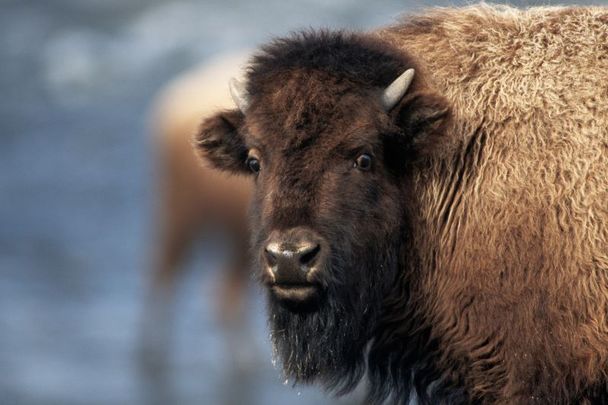Three bison escaped the zoo at Tayto Park in Co Meath in March.