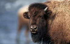 Irish theme park guests forced to shelter in gift shop after bison escape