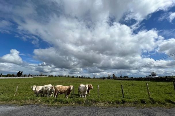 A herd of cows in Co Sligo.