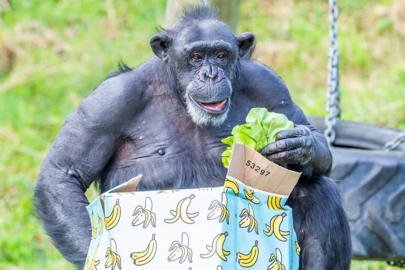 WATCH: Belfast Zoo celebrates its oldest chimp Lizzie's 50th birthday