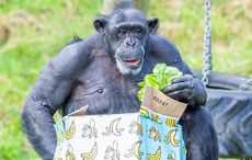 WATCH: Belfast Zoo celebrates its oldest chimp Lizzie's 50th birthday