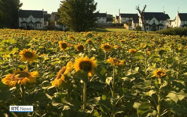 The \"Field of Hope\" of sunflowers in Co Donegal.