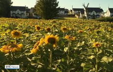 WATCH: Donegal woman who lost family in car crash plants sunflower "Field of Hope"