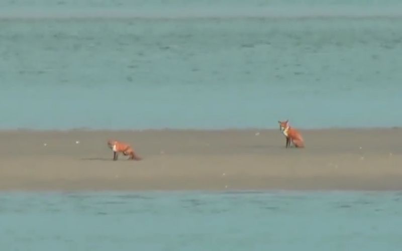 WATCH: Dublin foxes go viral after becoming stranded on estuary sandbank
