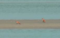 WATCH: Dublin foxes go viral after becoming stranded on estuary sandbank