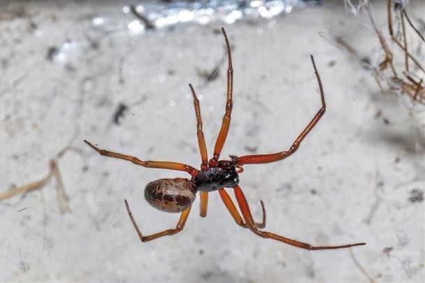 The Noble False Widow spider.