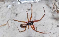 "Truly remarkable" spider is 230 times more poisonous than Irish spiders, study finds