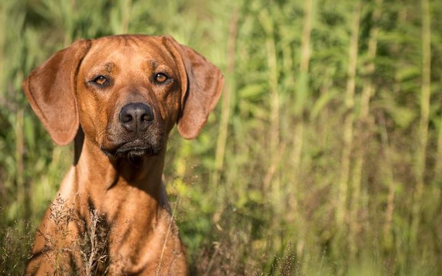 A Rhodesian Ridgeback (stock photo.)