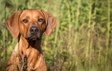 Rescued dog saves family from house fire