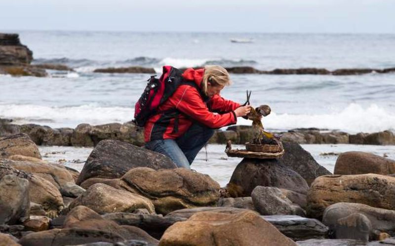 The health benefits of Jamaican Irish moss drink