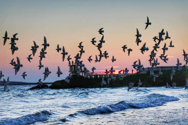 Birds in flight over Blackrock diving tower, Salthill, County Galway.