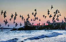 Ireland's bird species are in "serious trouble," activists call for more funding