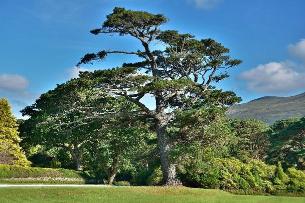 Old oak tree near Muckross House in Ireland.