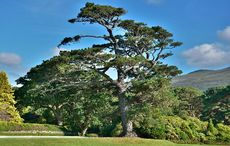Exploring the historic and cultural significance of Ireland's native trees