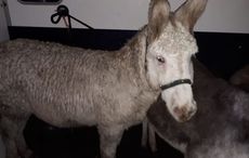 Seven donkeys seized in Offaly after viral footage shows donkey being dragged by car