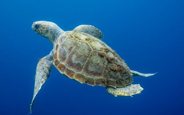 A loggerhead turtle.