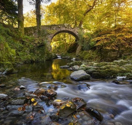 Nine forests to visit in Northern Ireland this fall