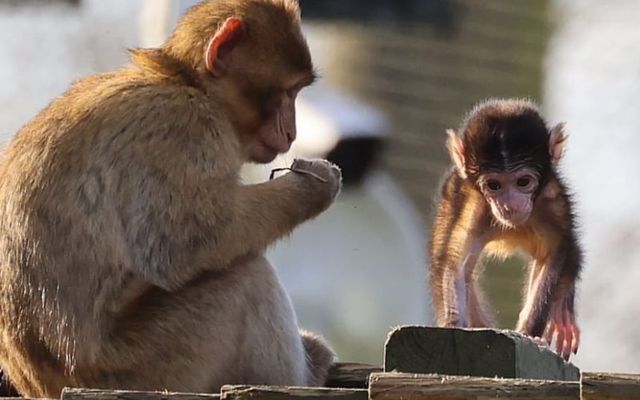 The newly-born baby Barbary macaque at Wild Ireland. 