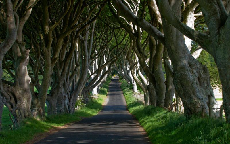 Northern Ireland's famous "Game of Thrones" trees saved from the axe