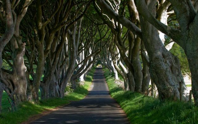 The Dark Hedges in Co Antrim has become a popular tourist site thanks to \"Game of Thrones.\"