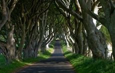Northern Ireland's famous "Game of Thrones" trees saved from the axe