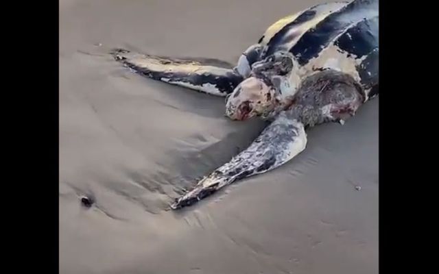 A leatherback sea turtle washed up on Curracloe Beach in Co Wexford.