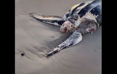 Wexford beachgoers wowed as world's largest sea turtle species washes up on shore