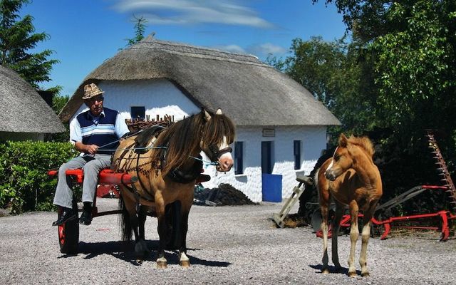 Kerry farmer Mick Teahan with a Kerry Bog Pony and foal in the Kerry Bog Village.