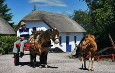 Bunratty Castle welcomes rare Irish pony breed