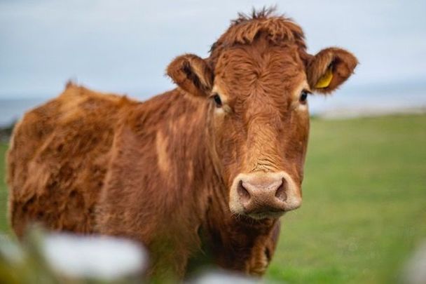 Aberdeen Angus Cow in County Clare.