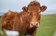 Irish grass fed beef close to receiving protected status at European level