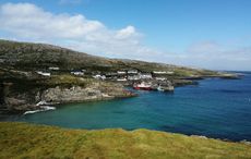 Island life - the majestic cliffs, birdlife and wildflowers of Inishturk