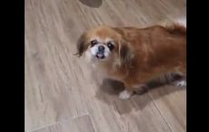 Dog abandoned outside Dublin Airport finds new forever home