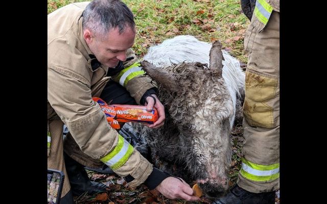 Biscuits well deserved! After Northern Ireland Fire & Rescue Service rescue Snowie the donkey is recovering well.