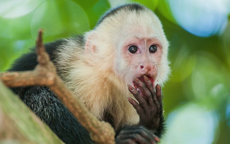 Monkey “the size of a small cat” escapes from Co Wicklow sanctuary