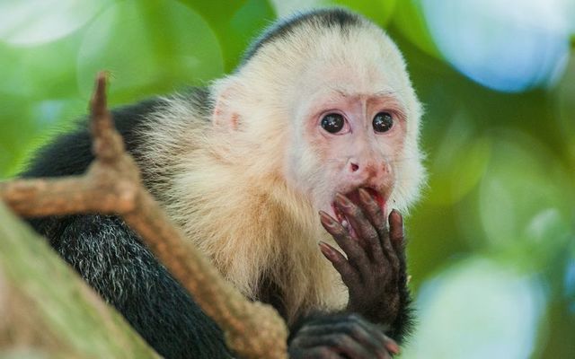 A Capuchin monkey.