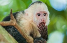 Monkey “the size of a small cat” escapes from Co Wicklow sanctuary