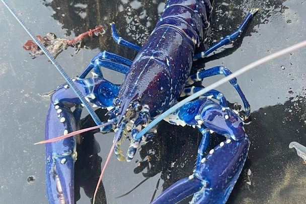 The rare blue lobster discovered by skipper Stuart Brown in Belfast Lough.