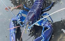 Co Down fisherman catches rare blue lobster in Belfast Lough