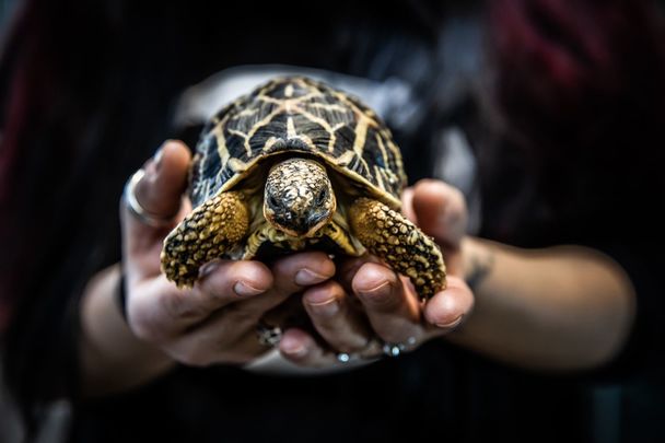 A female loggerhead turtle was found on a beach on the Belmullet Peninsula in Co Mayo on February 13. 