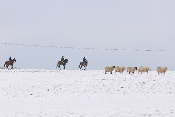 March 10, 2023: Horses and riders encounter a flock of sheep as they exercise on the snow-covered Curragh Plains in Co Kildare